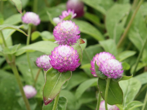 Gomphrena globosa