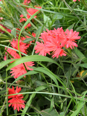 Lychnis senno