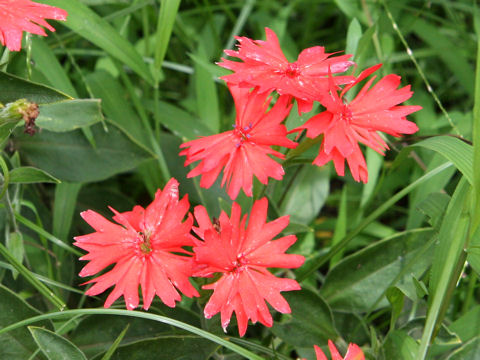 Lychnis senno