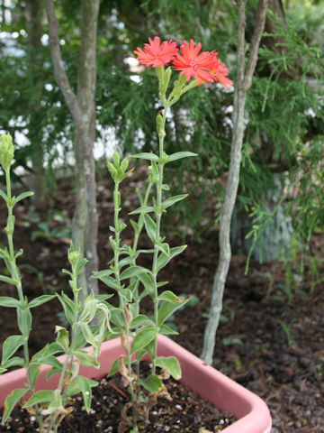 Lychnis senno