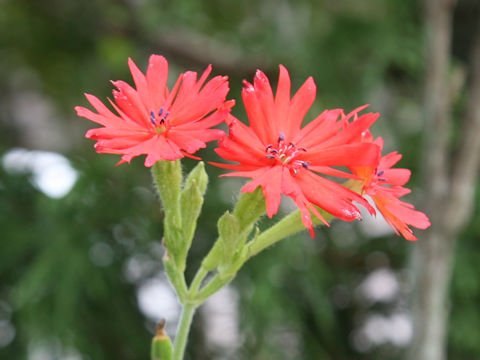 Lychnis senno