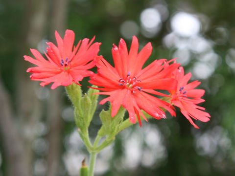 Lychnis senno