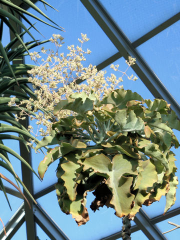 Kalanchoe beharensis