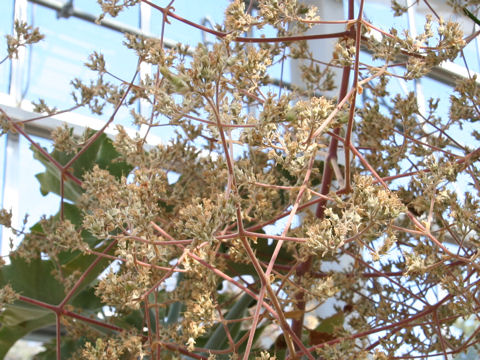 Kalanchoe beharensis