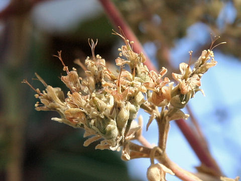 Kalanchoe beharensis