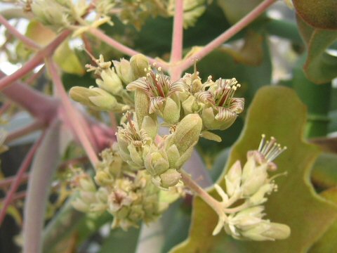 Kalanchoe beharensis