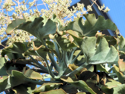 Kalanchoe beharensis