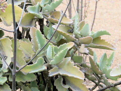 Kalanchoe beharensis