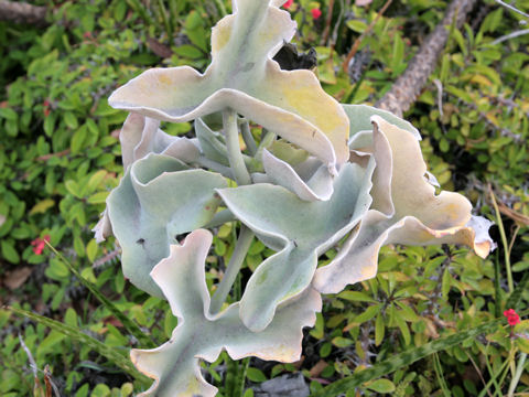 Kalanchoe beharensis