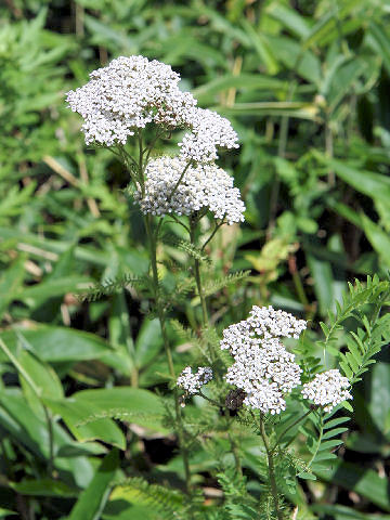 Achillea millefolium