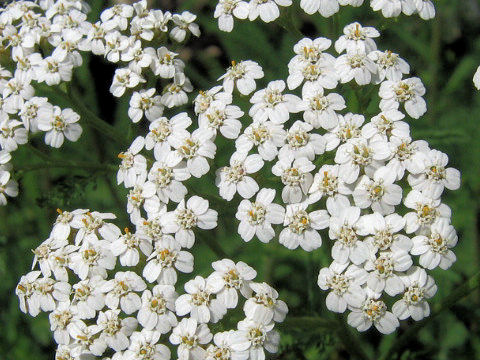 Achillea millefolium