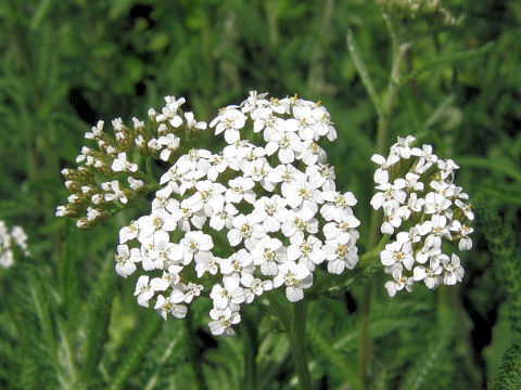 Achillea millefolium