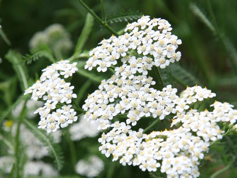 Achillea millefolium