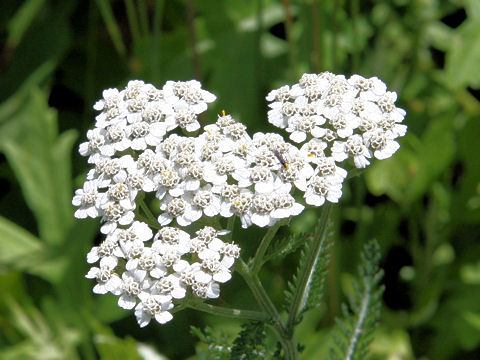 Achillea millefolium