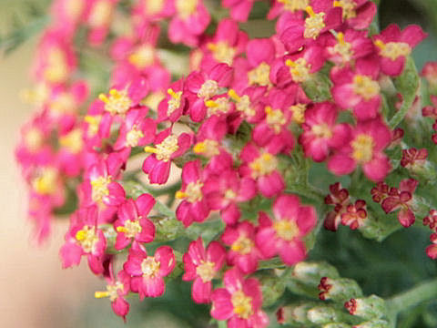 Achillea millefolium