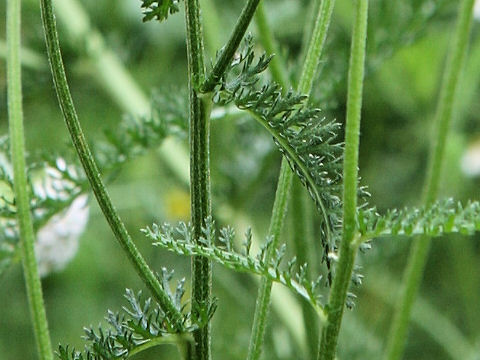 Achillea millefolium