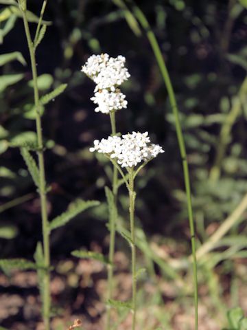 Achillea millefolium