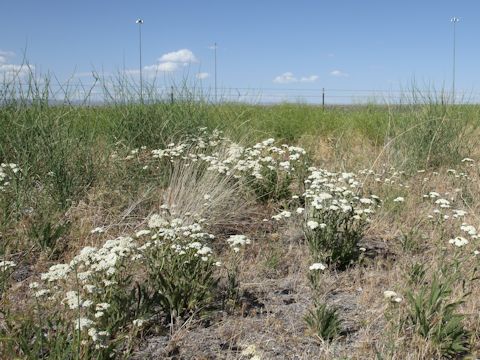 Achillea millefolium