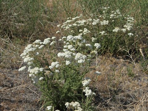 Achillea millefolium