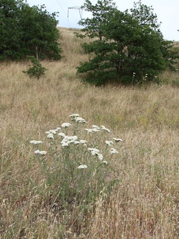 Achillea millefolium