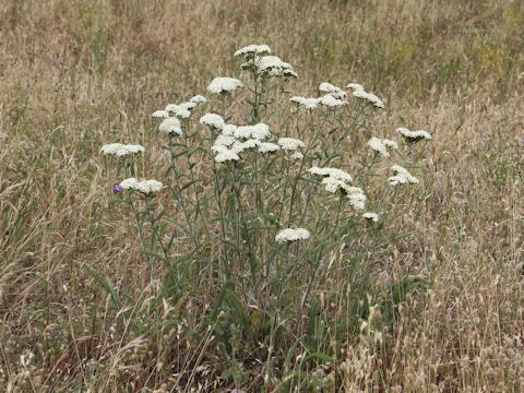 Achillea millefolium