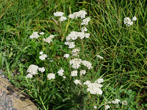 Achillea millefolium