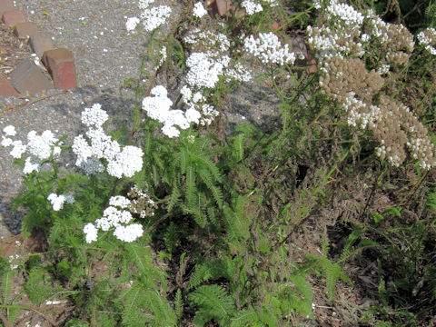 Achillea millefolium