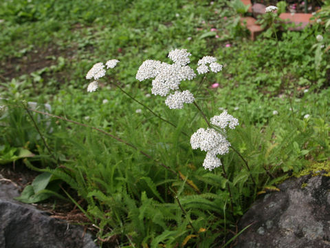 Achillea millefolium