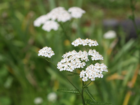 Achillea millefolium