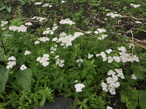 Achillea millefolium