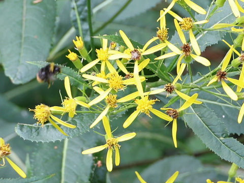 Senecio ovatus