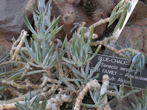 Senecio serpens