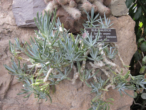 Senecio serpens