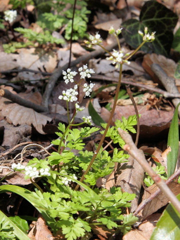 Chamaele decumbens