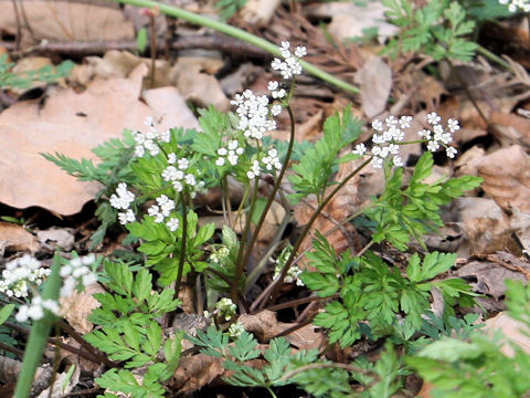 Chamaele decumbens