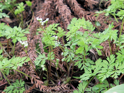 Chamaele decumbens