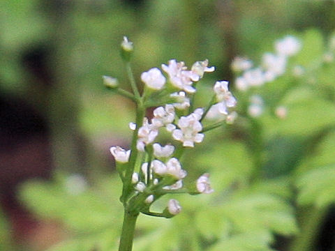 Chamaele decumbens