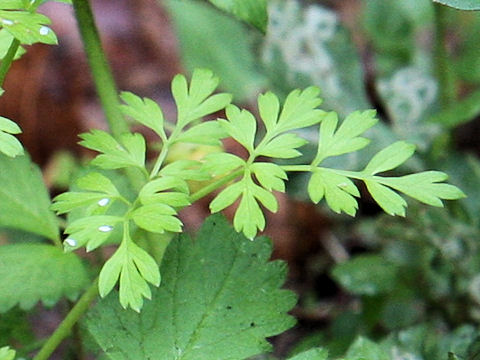 Chamaele decumbens