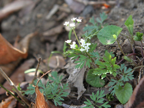 Chamaele decumbens