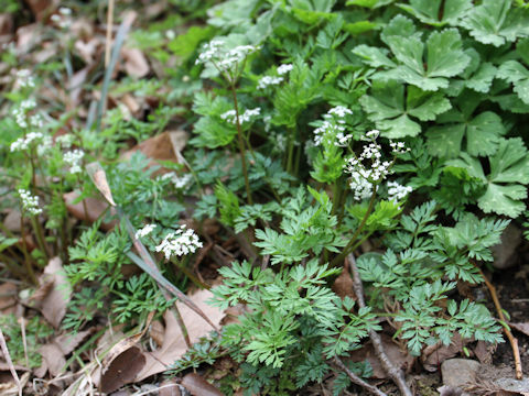 Chamaele decumbens