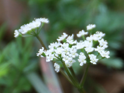 Chamaele decumbens