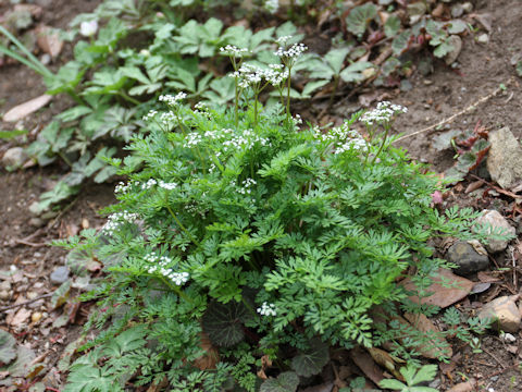 Chamaele decumbens