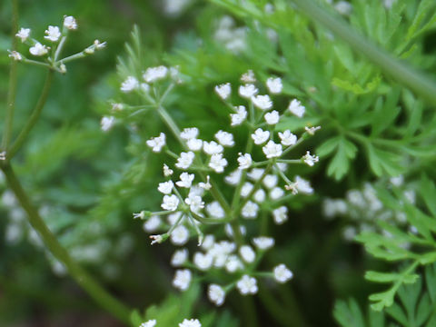 Chamaele decumbens