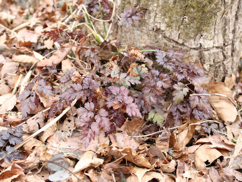 Chamaele decumbens