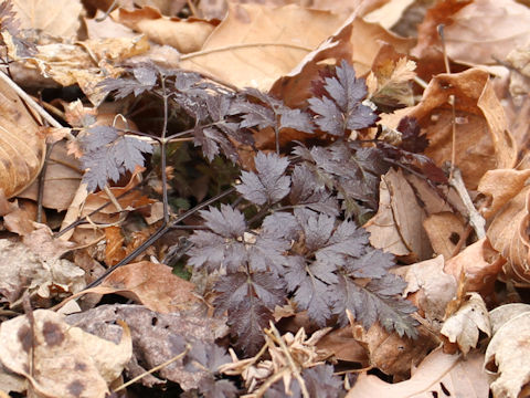 Chamaele decumbens