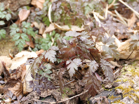 Chamaele decumbens