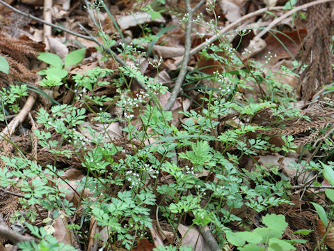 Chamaele decumbens