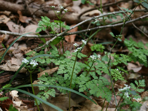 Chamaele decumbens