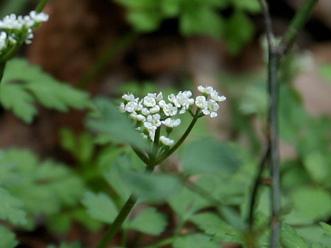 Chamaele decumbens