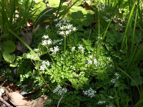 Chamaele decumbens